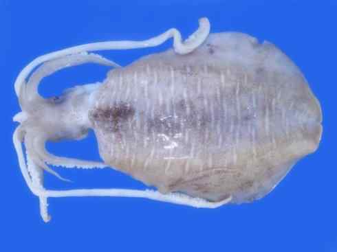 自然奇观:动物大迁徙(乌贼) 自然奇观:动物大迁徙(乌贼)