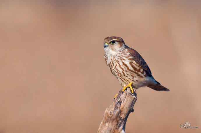 【野鸭湖的鸟】灰背隼