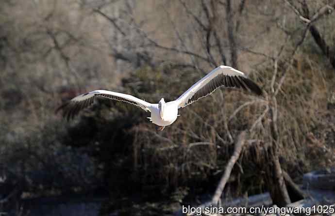 北京动物园的鸟类——鹈鹕（大白）飞来