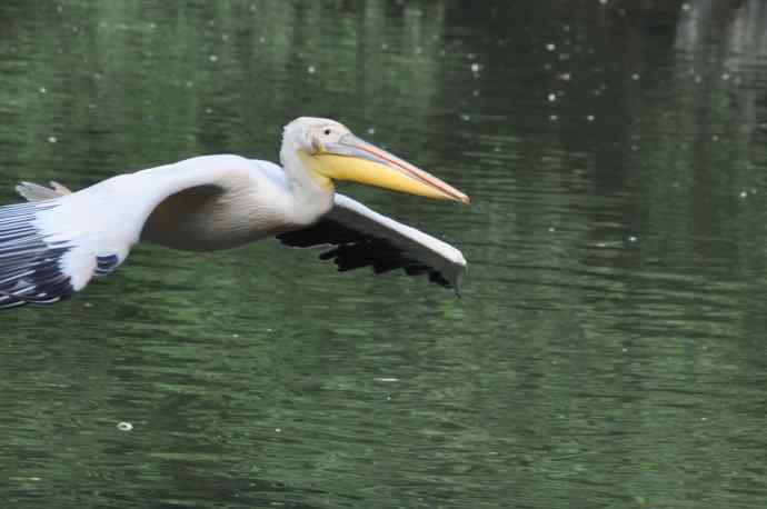 再拍大鹈鹕 wbr wbr4 再拍大鹈鹕 wbr wbr4