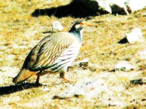 家禽驯化之源之十 家禽驯化之源之十