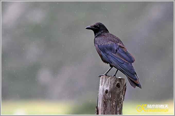 记录星鸦、达乌里寒鸦、小嘴乌鸦【照片】