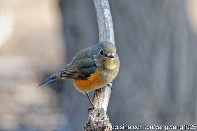 雌性红胁蓝尾鸲（66）