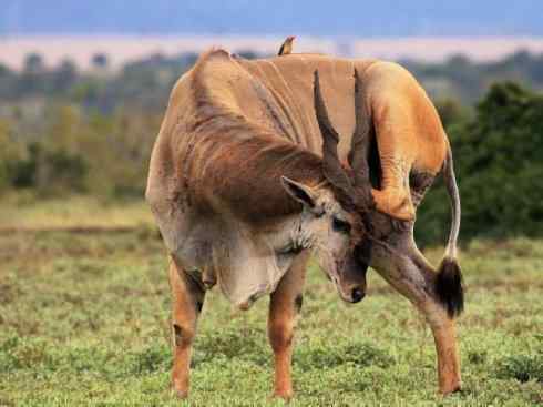 麒麟：传说的兽原型探秘（紫羚）