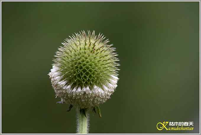 记录高原山鹑&bull;矛纹草鹛&bull;栗腹矶鸫【照片】