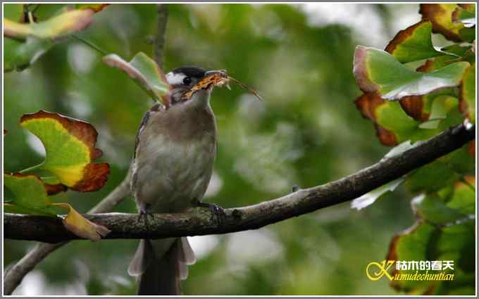 阴天拍的是鈥溞那殁潯菊掌