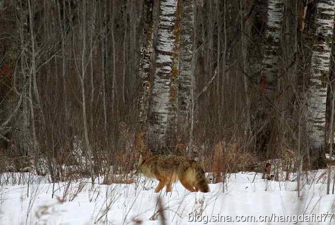 狐狸乎？郊狼乎？