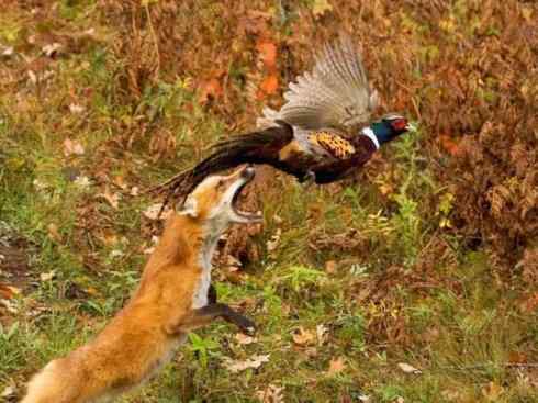 狈：传说的兽原型探秘（狐）