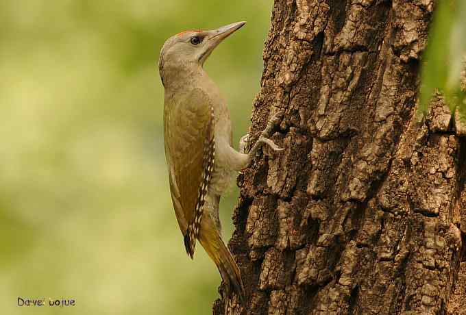 植物园:紫背.白眉和绿啄 植物园:紫背.白眉和绿啄