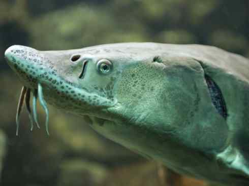 鱼类活化石:中华鲟 鱼类活化石:中华鲟