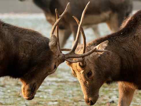 麒麟：传说的兽原型探秘（麋鹿）