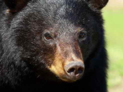 十大喜食蜂蜜动物：黑熊