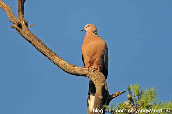 珠颈斑鸠（随拍）