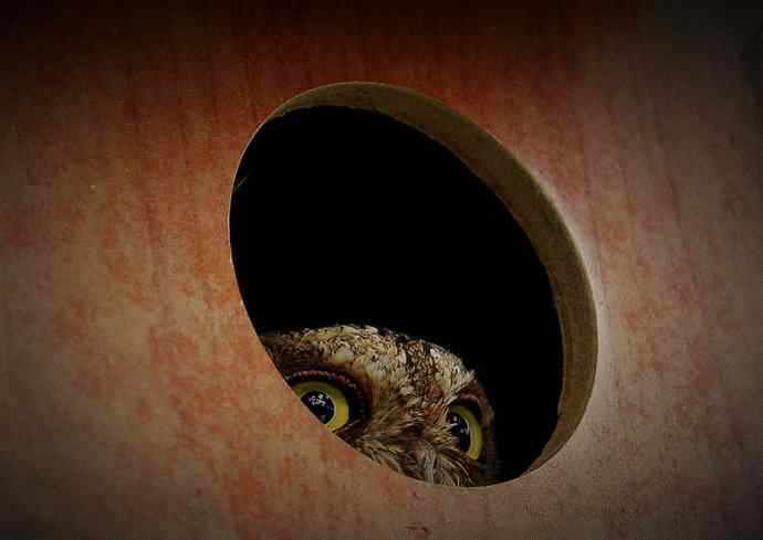 猫头鹰妈妈育雏