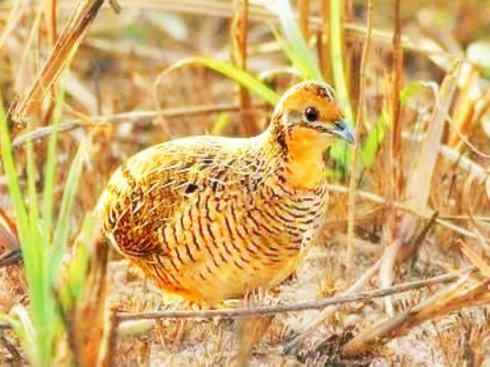 家禽驯化之源之十 家禽驯化之源之十