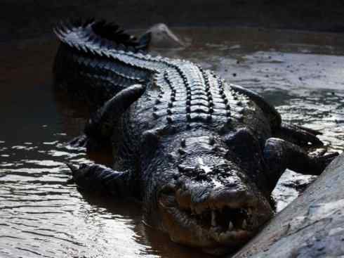 美人鱼：传说的兽原型探秘（儒艮）