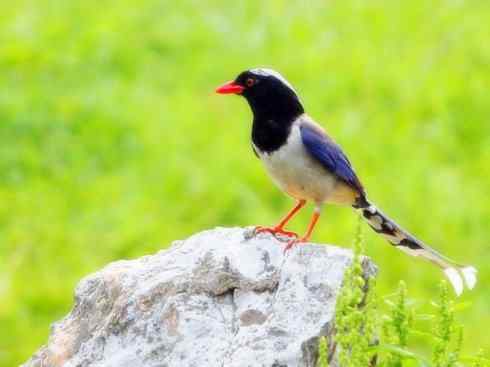 家禽驯化之源之三十一