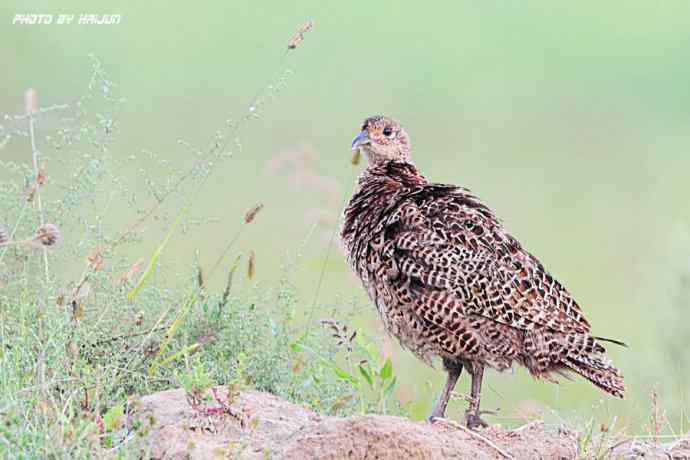 野鸭湖鈥斺敶瞥肪憋
