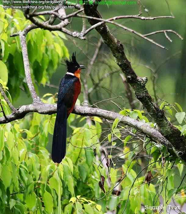红翅凤头鹃为何又名冠郭公