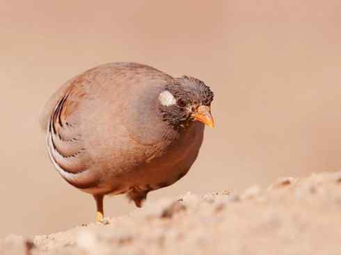 凤凰：传说的鸟原型探秘（雉鸡）
