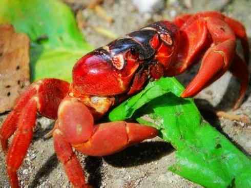 自然奇观:动物大迁徙(红蟹) 自然奇观:动物大迁徙(红蟹)