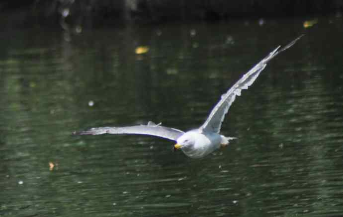 海鸥与打架的鸿雁