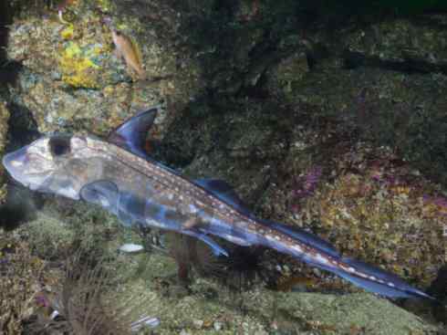 鱼类活化石：银鲛