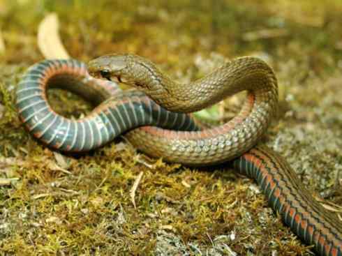 龙：传说的兽原型探秘（游蛇类）