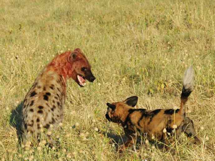 犬科：薮犬亚科非洲野犬属之非洲野犬