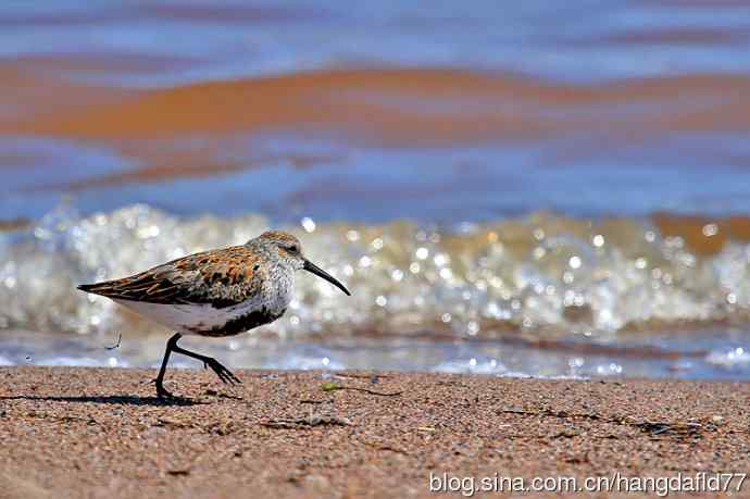 美国鸟类摄影——黑腹滨鹬