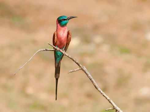 极品红色鸟类:红蜂虎 极品红色鸟类:红蜂虎