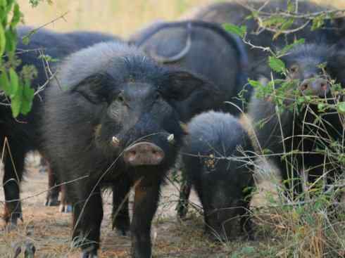 麒麟：传说的兽原型探秘（叉角羚）