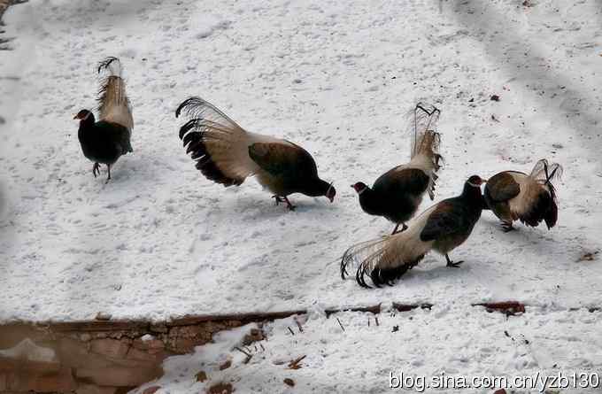 闪亮登场&bull;褐马鸡&bull;国家一级（组图，20张图片）