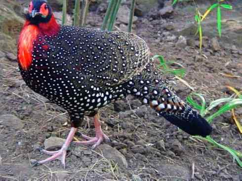 凤凰：传说中的鸟原型探秘（锦鸡）