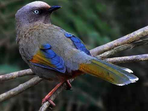 美丽无罪：雀鸟之噪鹛