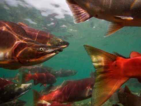 自然奇观:动物大迁徙(大马哈鱼) 自然奇观:动物大迁徙(大马哈鱼)