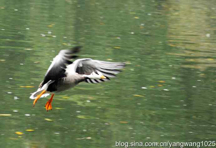 北京动物园的鸟类——斑头雁（抓拍）3