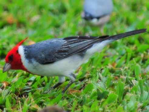 家禽驯化之源之三十二 家禽驯化之源之三十二