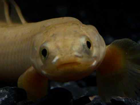 鱼类活化石:多鳍鱼 鱼类活化石:多鳍鱼