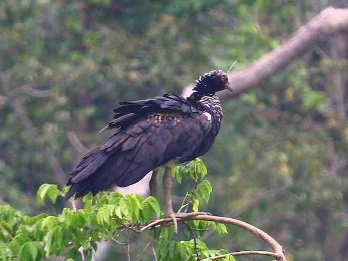 犬科：薮犬亚科薮犬属之薮犬
