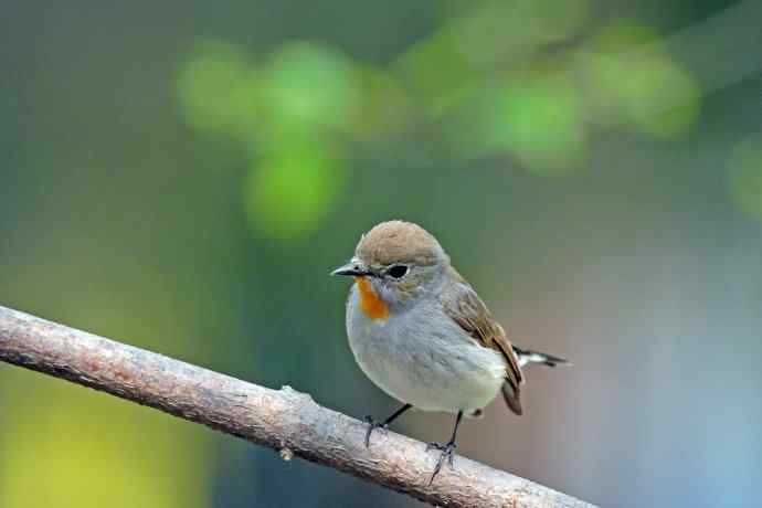 雄性红喉姬鹟(9) 雄性红喉姬鹟(9)