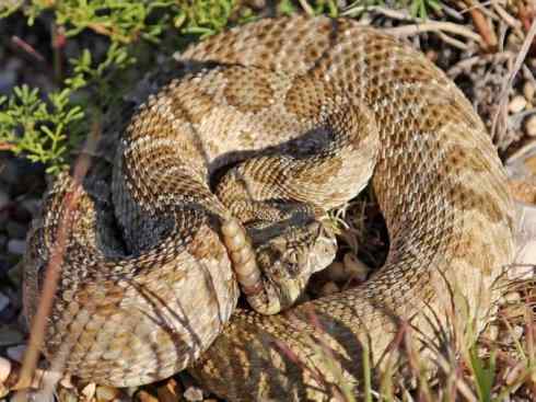 龙：传说的兽原型探秘（响尾蛇类）