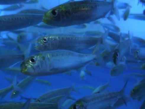 自然奇观:动物大迁徙(沙丁鱼) 自然奇观:动物大迁徙(沙丁鱼)