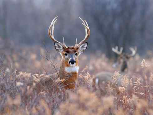 麒麟:传说的兽原型探秘(白尾鹿)
