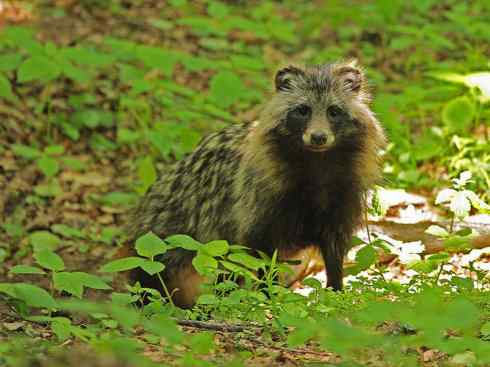 犬科:犬亚科犬属之貉 犬科:犬亚科犬属之貉