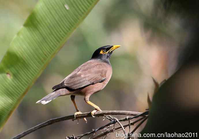 尼泊尔的鸟——家八哥