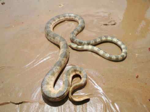 龙:传说的兽原型探秘(海蛇类) 龙:传说的兽原型探秘(海蛇类)