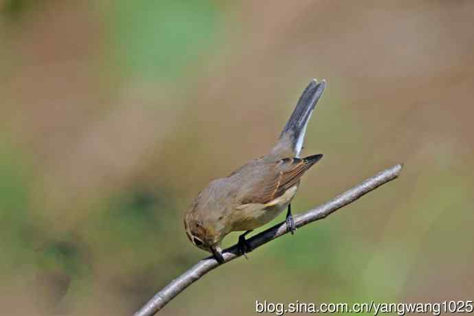 秋天的红喉姬鹟（10）