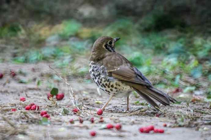 这个鸫鸫很难得