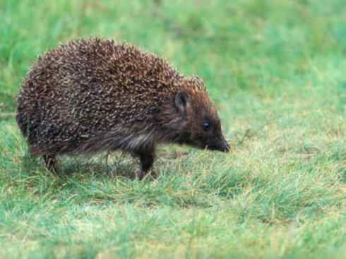 动物世界：山寨还是原创之三